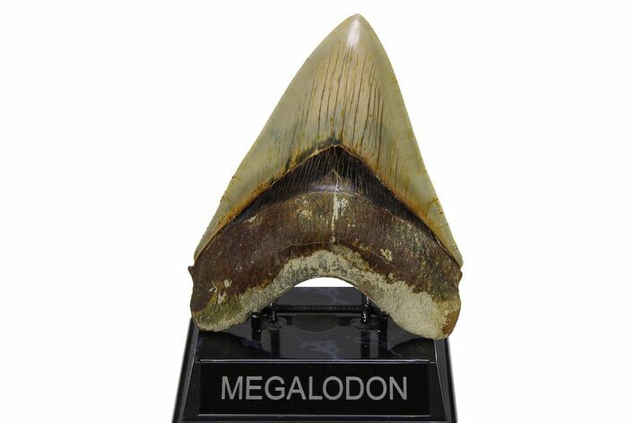 Serrated, Fossil Megalodon Tooth - Indonesia #279232